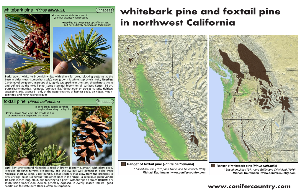 Whitebark Pine and Foxtail Pine in Northwest California