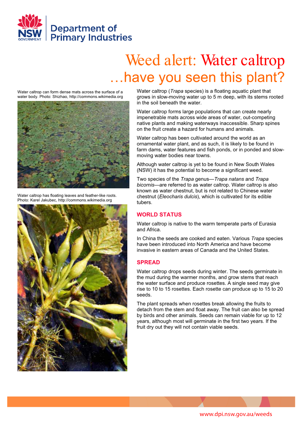 Weed Alert: Water Caltrop …Have You Seen This Plant?
