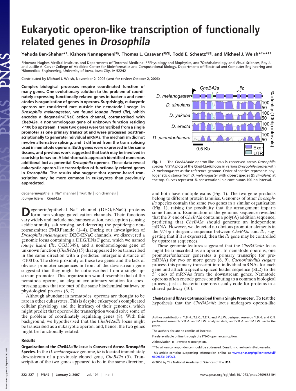 Eukaryotic Operon-Like Transcription of Functionally Related Genes in Drosophila