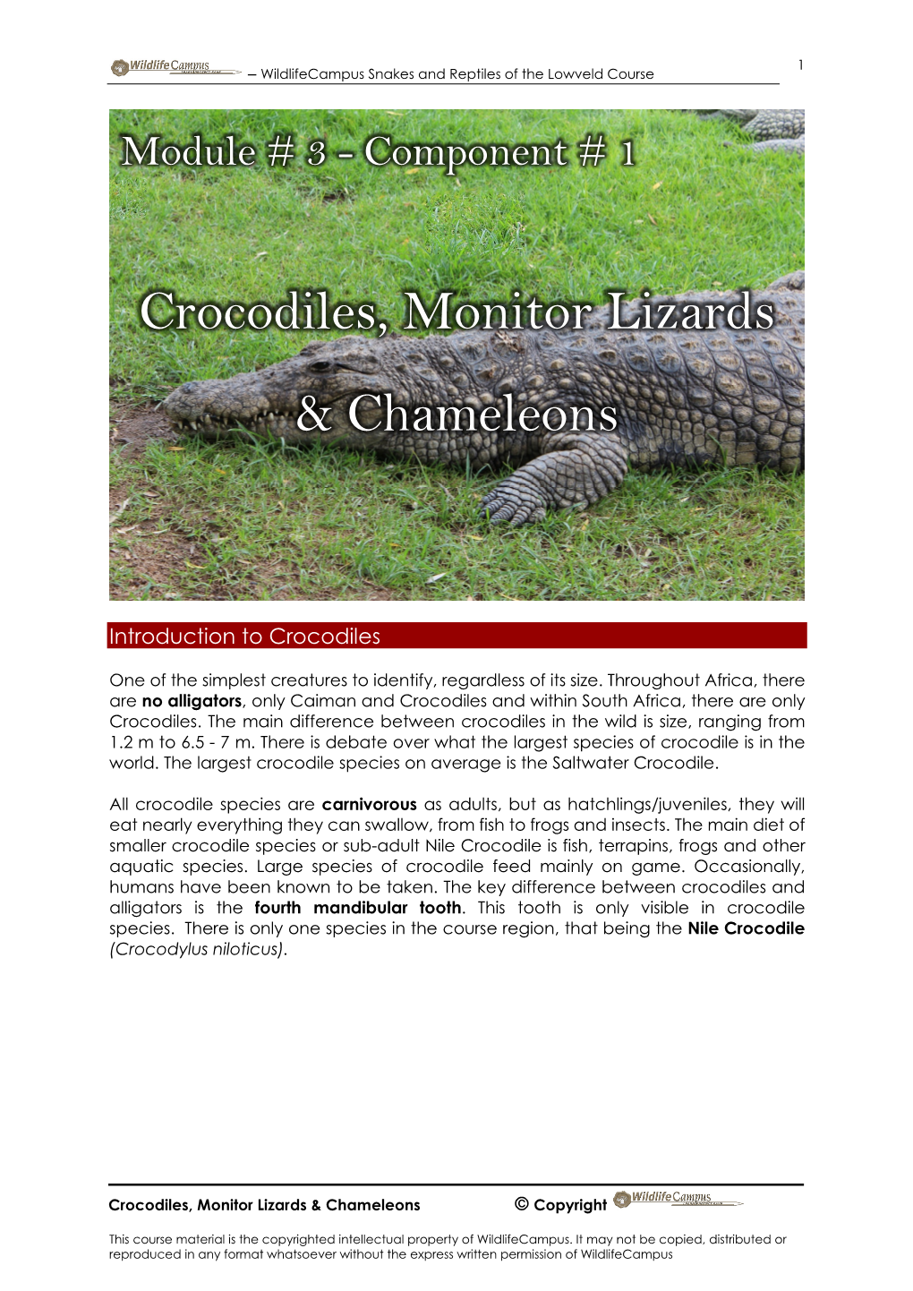 Crocodiles, Monitor Lizards & Chameleons