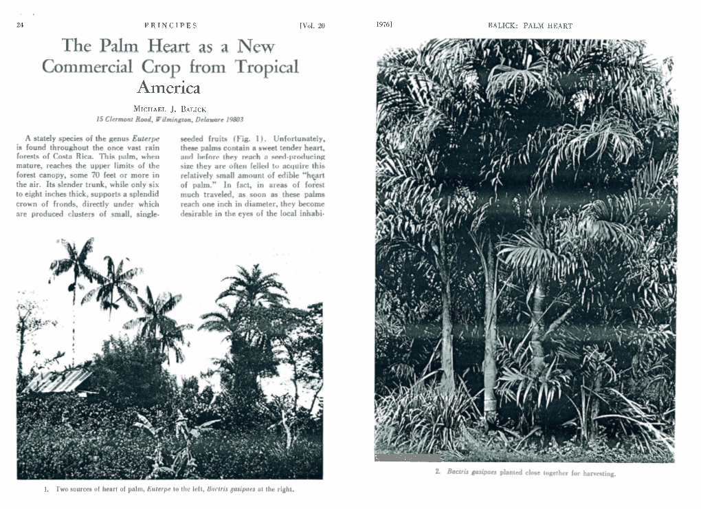 The Palm Heart As a New Commercial Crop from Tropical America MICHAELJ