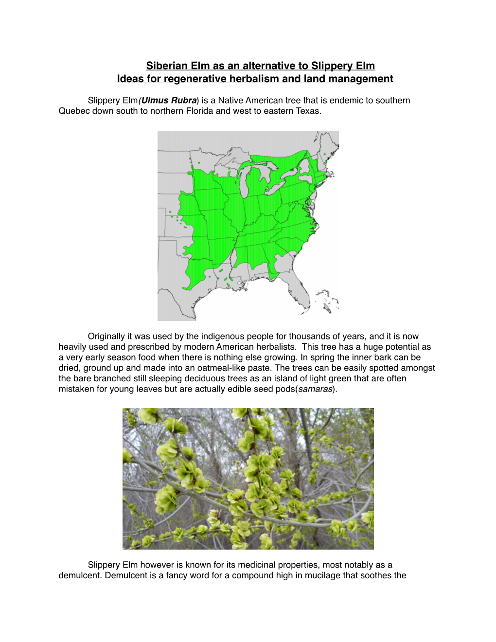 Siberian Elm Vs Slippery Elm Revised