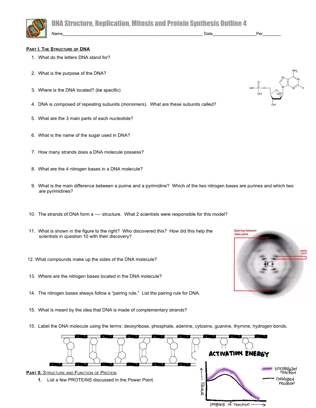 DNA Structure, Replication & Mitosis