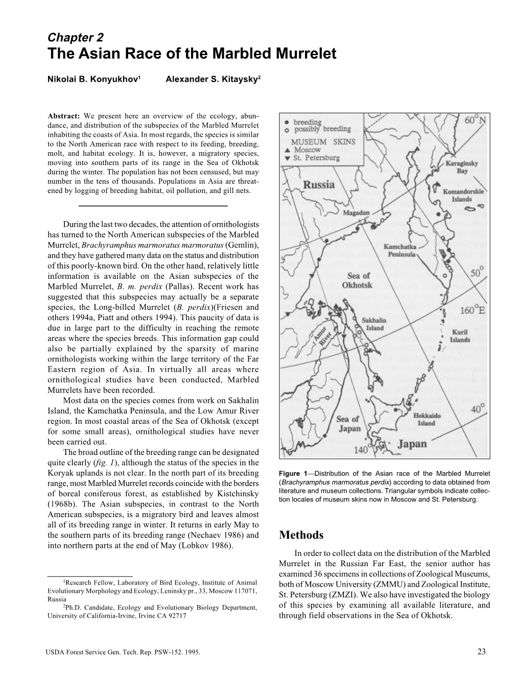 The Asian Race of the Marbled Murrelet