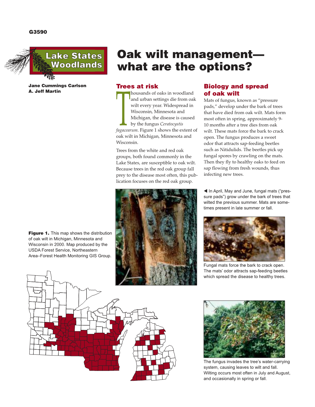 Oak Wilt Management—What Are the Options? (G3590) R-12-01-5M-150