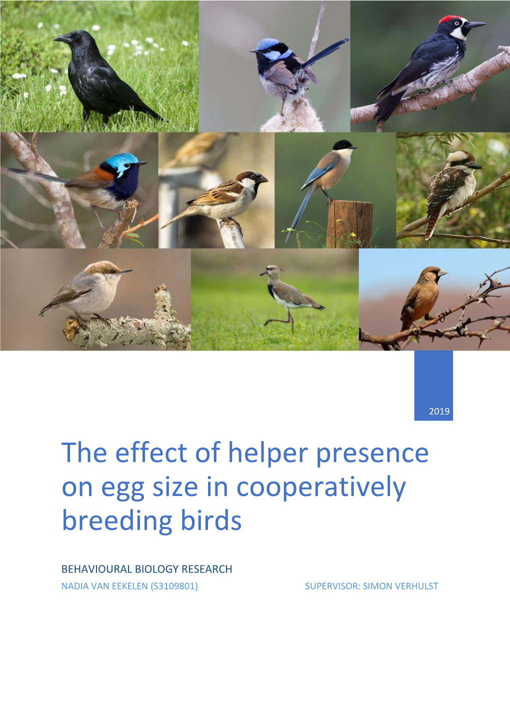 The Effect of Helper Presence on Egg Size in Cooperatively Breeding Birds