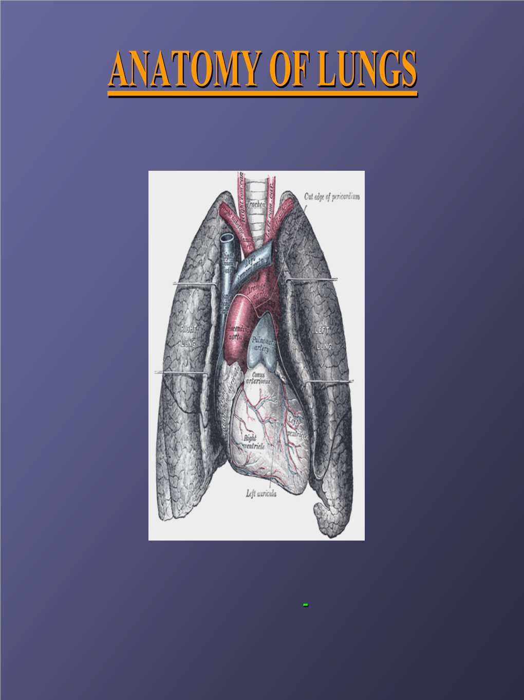 Anatomy of Lungs 6