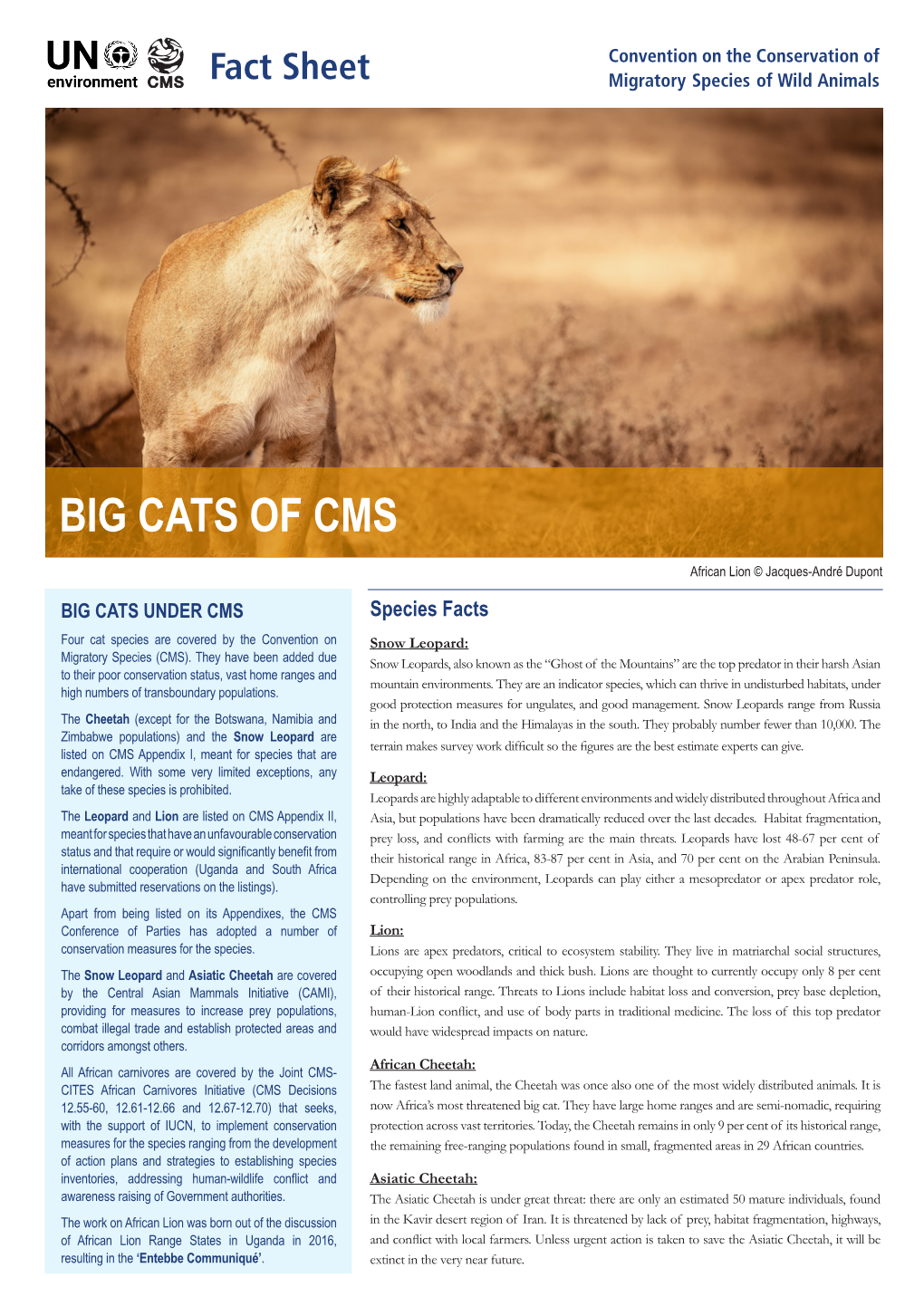 Big Cats of Cms