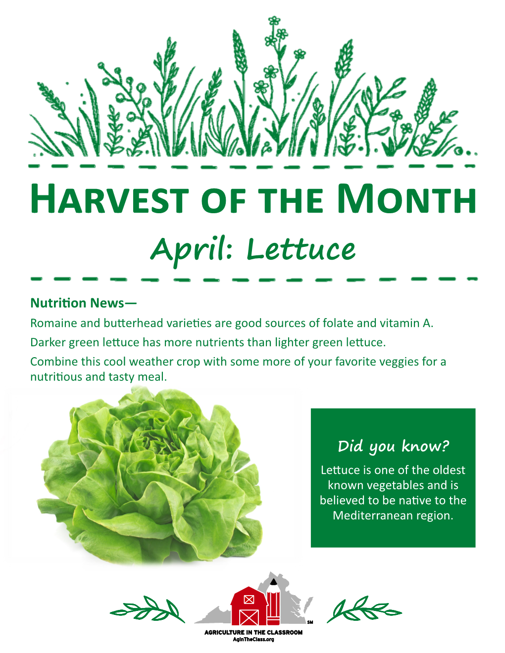 Harvest of the Month April: Lettuce