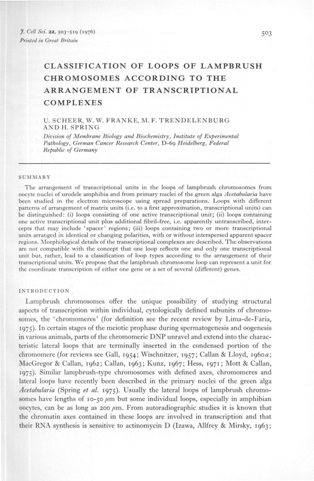 Classification of Loops of Lampbr Ush Chromosomes According to the Arrangement of Transcriptional Complexes