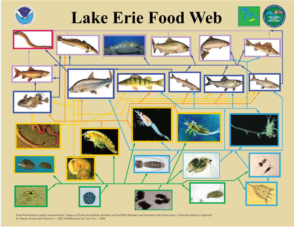 Lake Erie Food Web