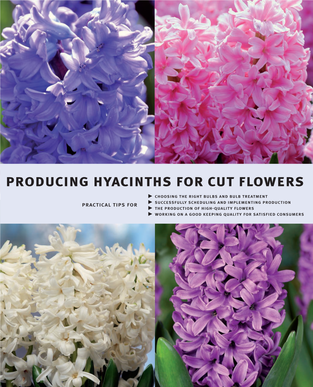 Producing Hyacinths for Cut Flowers Cold Period to Achieve Good Uniform Flowering with Stems and the Flower Often Sits Too Far Down Among the Leaves