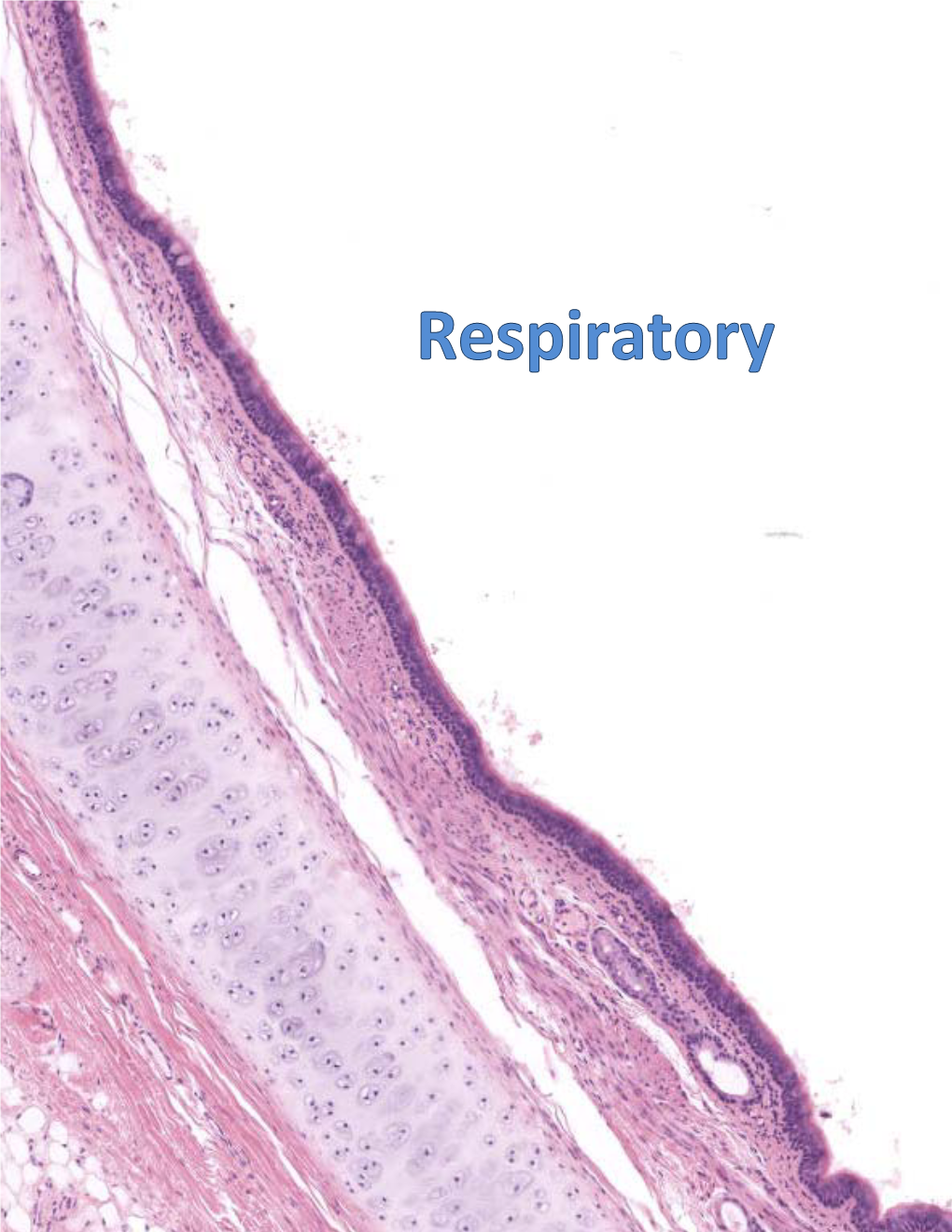 23-Respiratory-2018.Pdf