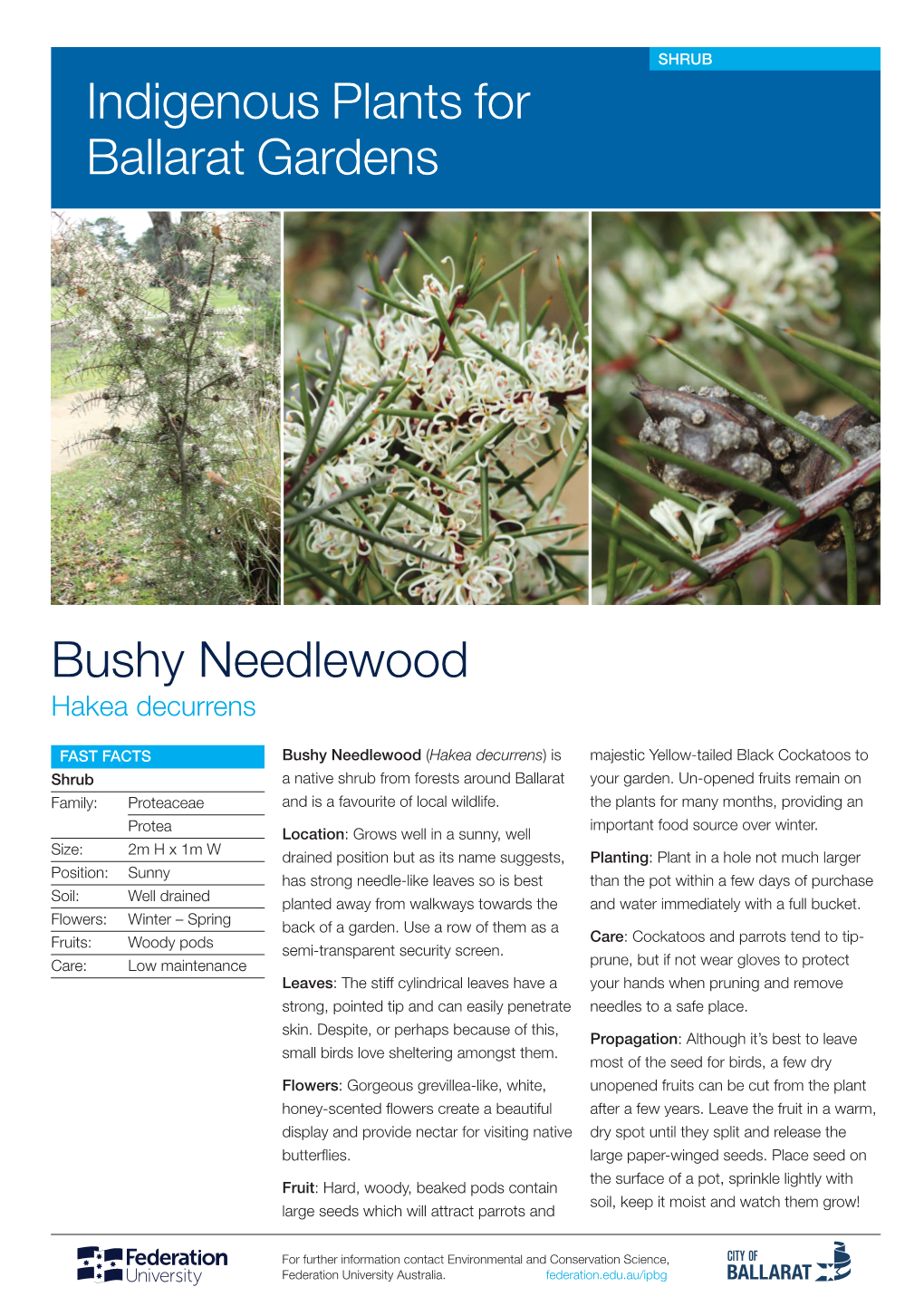 Bushy Needlewood Indigenous Plants for Ballarat Gardens