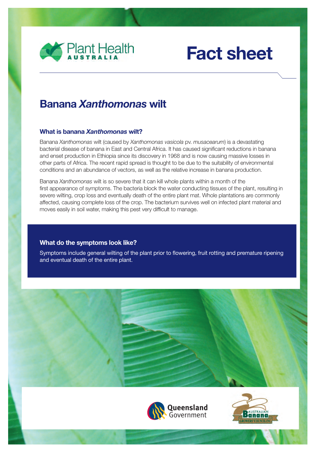 Fact Sheet Banana Xanthomonas Wilt