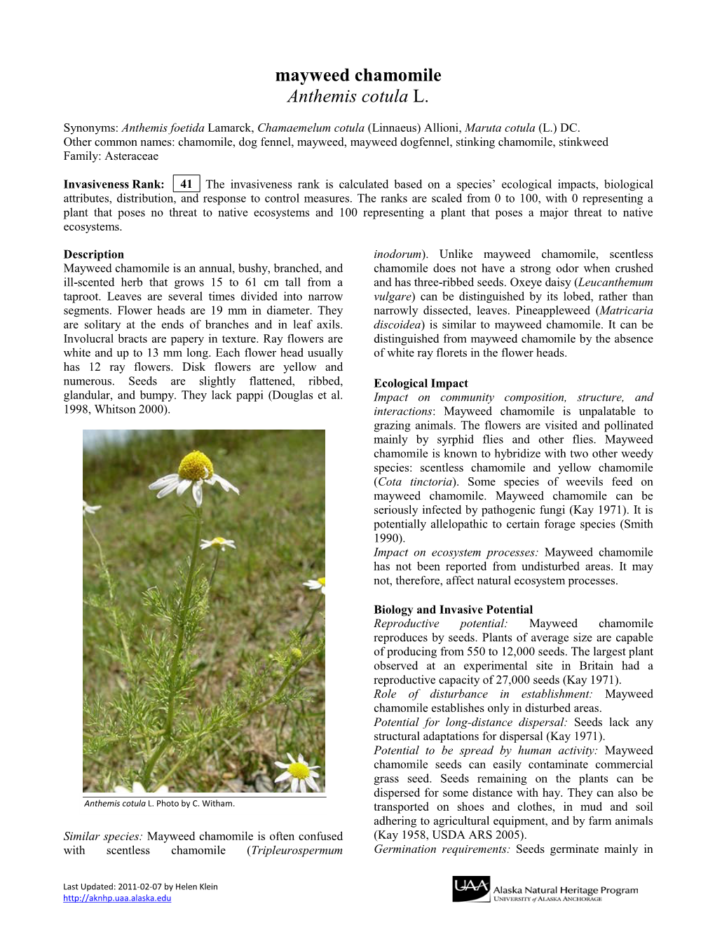 Mayweed Chamomile Anthemis Cotula L