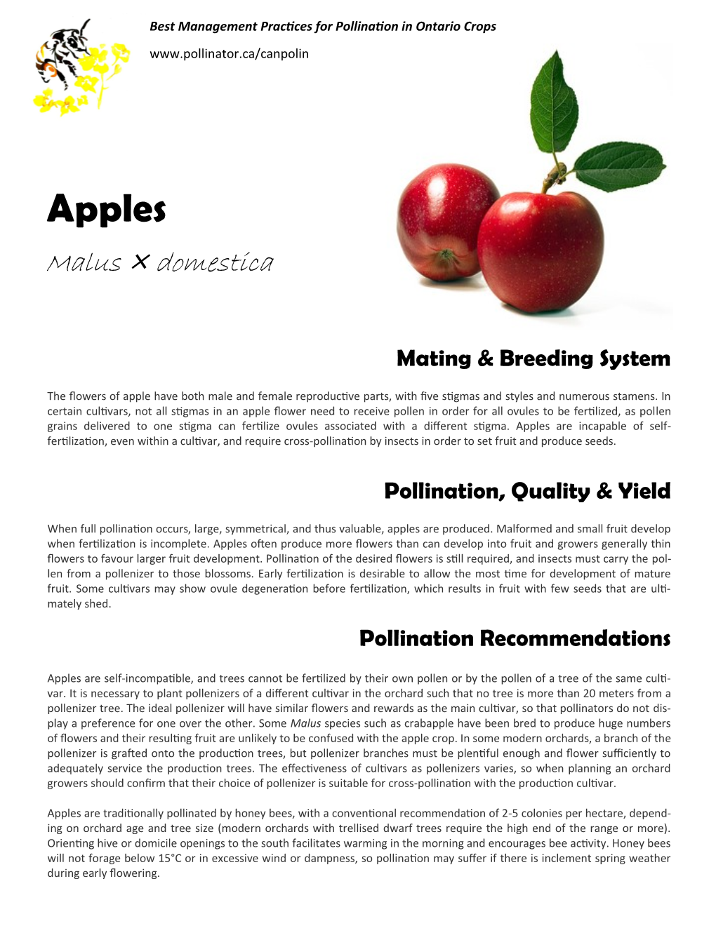 Apples Malus × Domestica