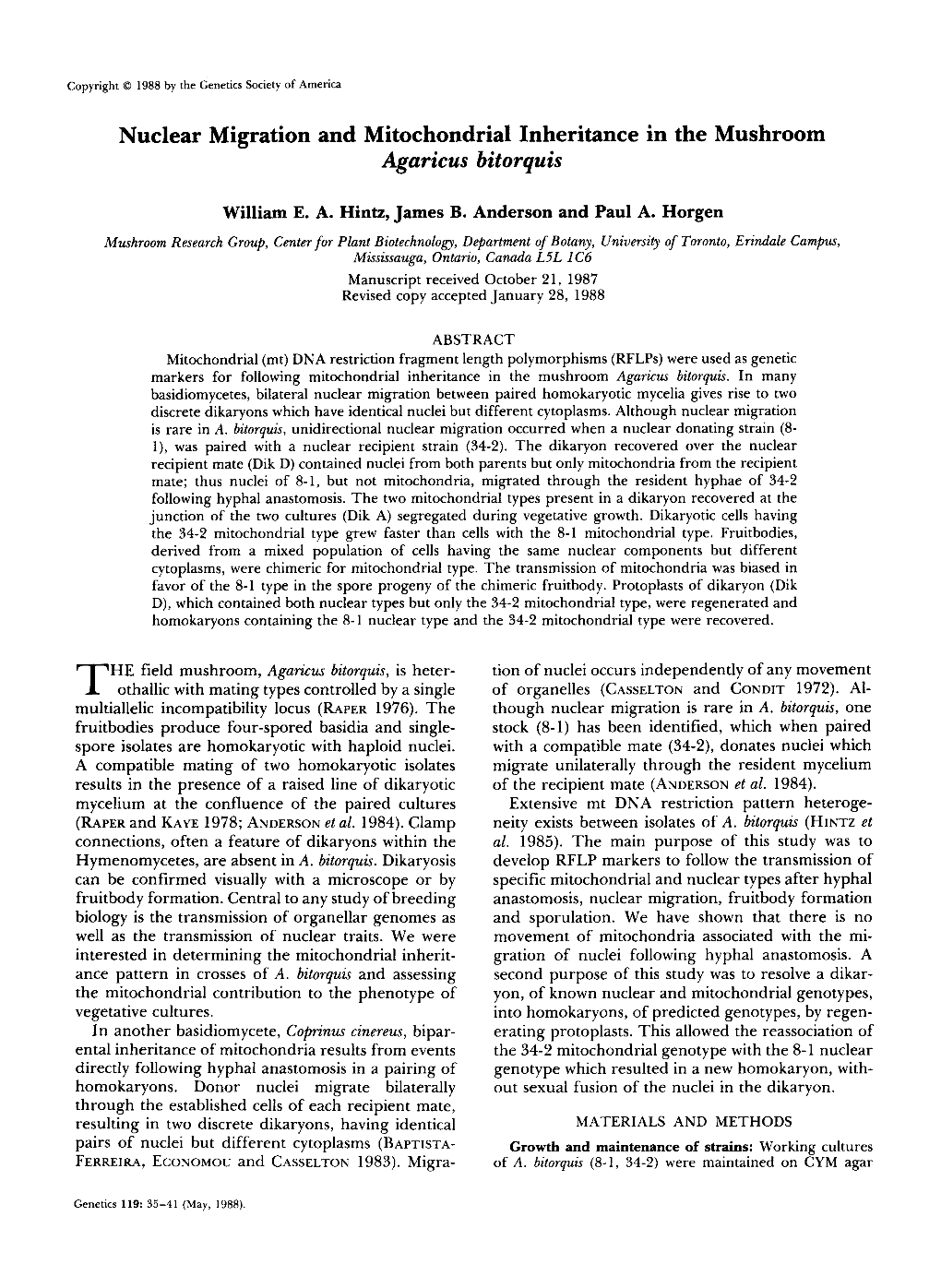 Nuclear Migration and Mitochondrial Inheritance in the Mushroom Agaricus Bitorquis