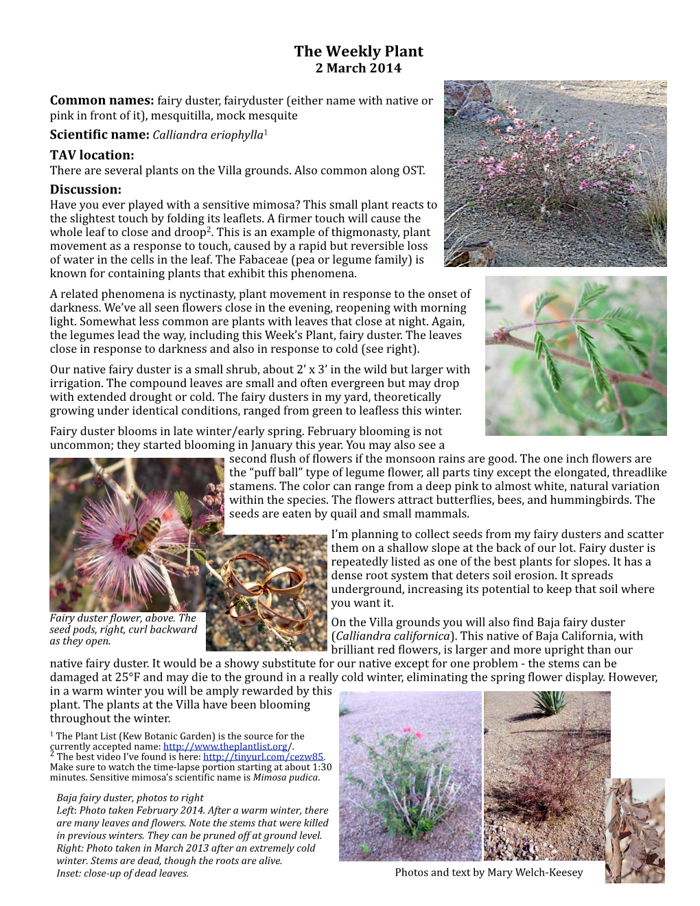 Calliandra Eriophylla Fairy Duster 2Mar2014