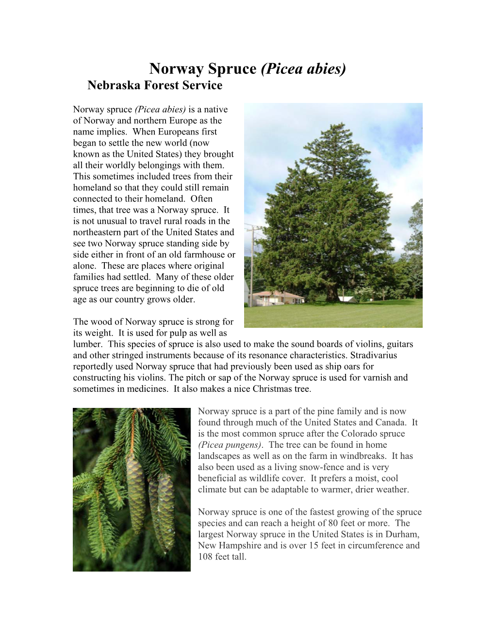 Norway Spruce (Picea Abies) Nebraska Forest Service