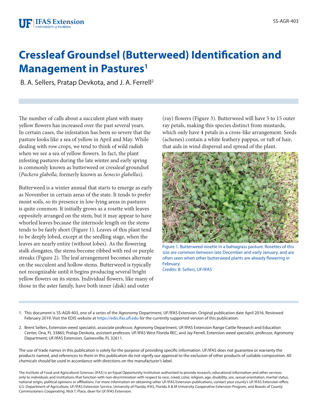 Cressleaf Groundsel (Butterweed) Identification and Management in Pastures1 B