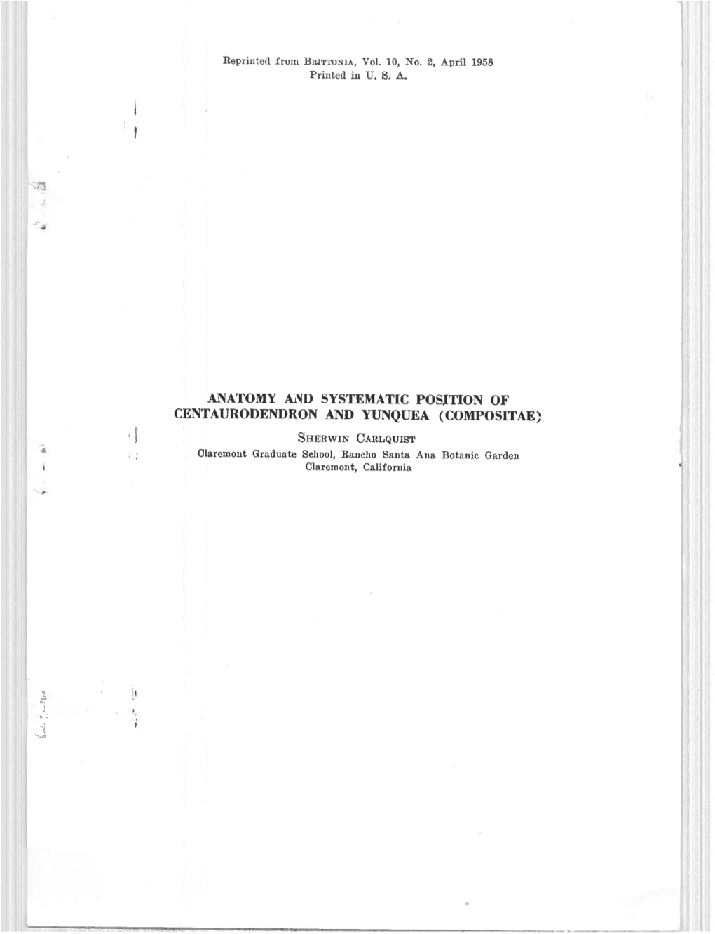 ANATOMY Aid SYSTEMATIC POSITION of CENTAURODENDRON and YUNQUEA (COMPOSITAE)