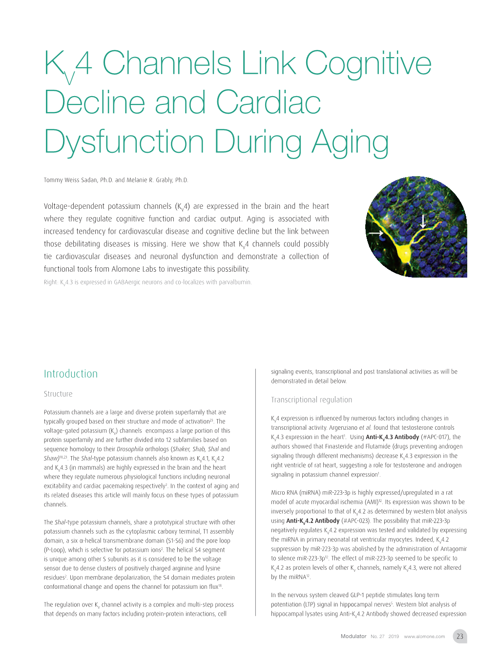 K 4 Channels Link Cognitive Decline and Cardiac Dysfunction During