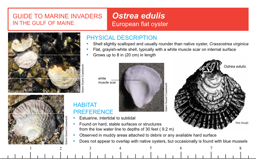 Ostrea Edulis in the GULF of MAINE European Flat Oyster