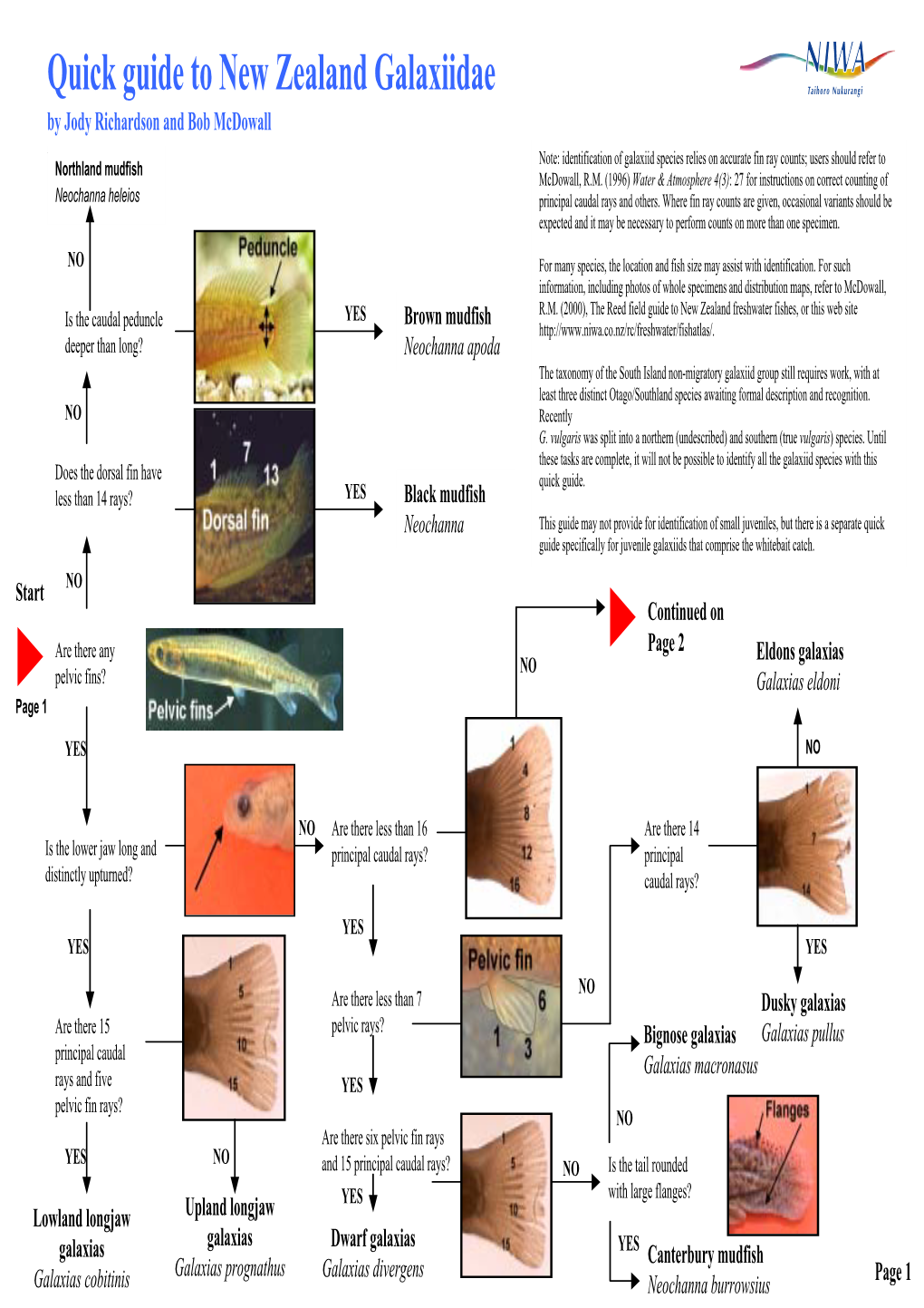 Quick Guide to New Zealand Galaxiidae