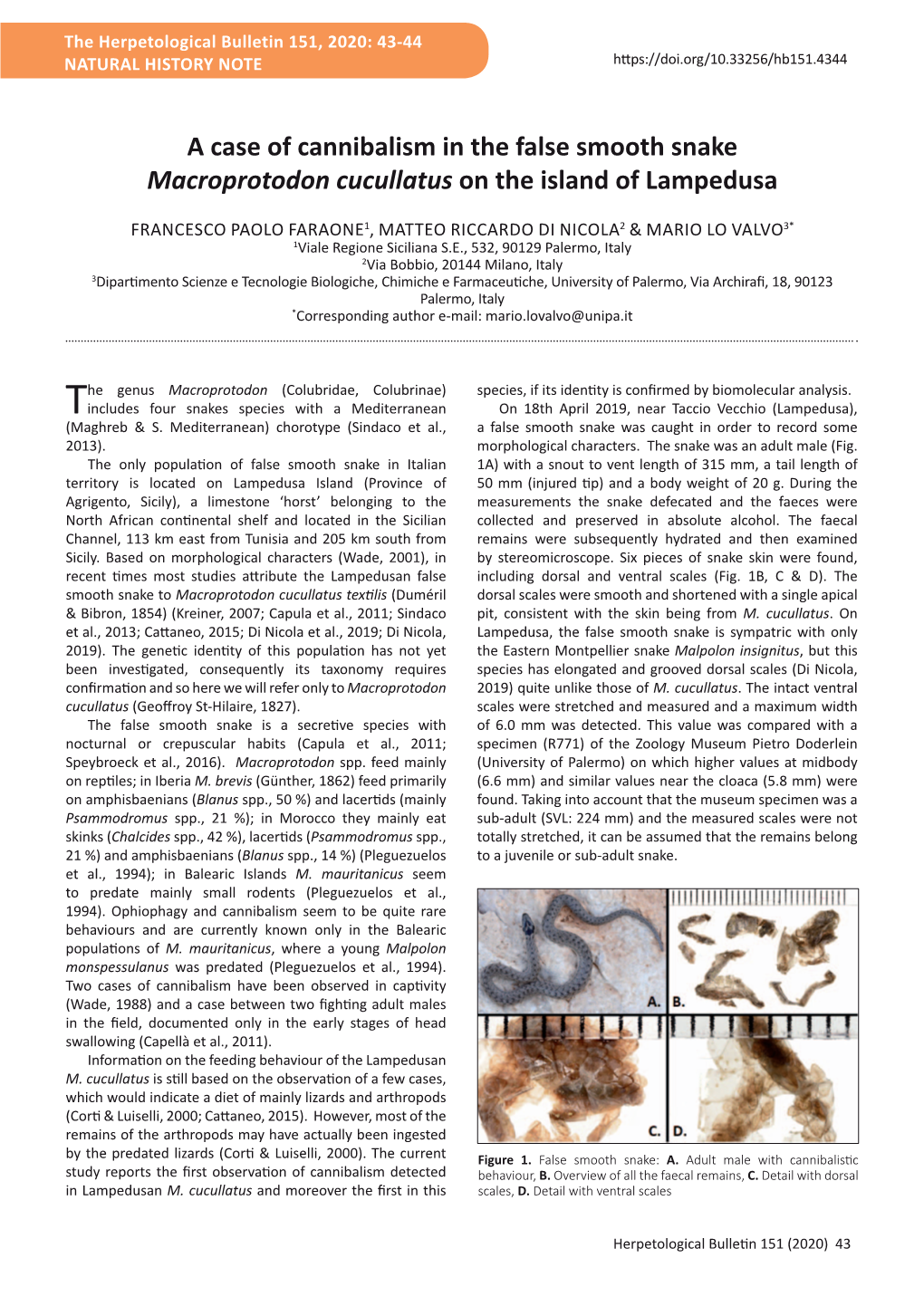 A Case of Cannibalism in the False Smooth Snake Macroprotodon Cucullatus on the Island of Lampedusa