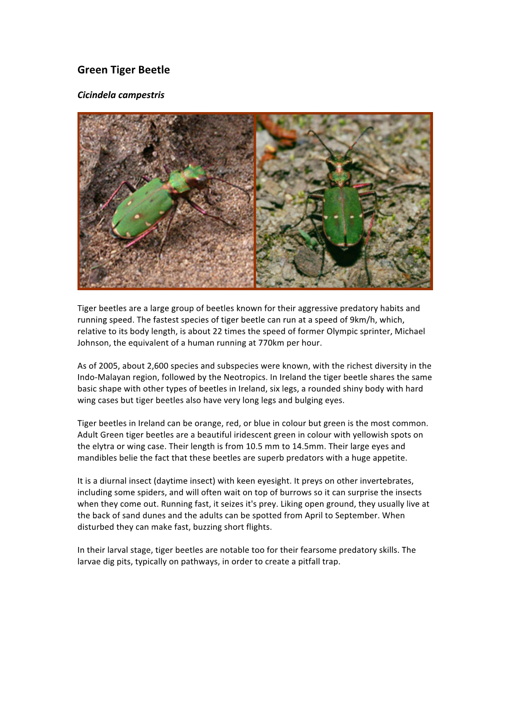 Green Tiger Beetle