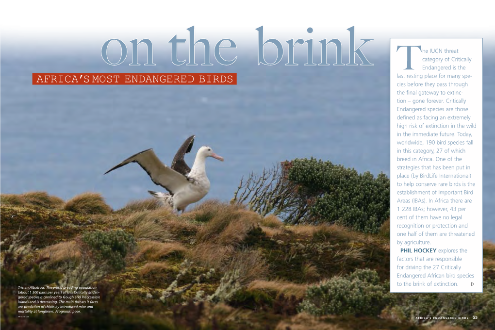 Africa's Most Endangered Birds