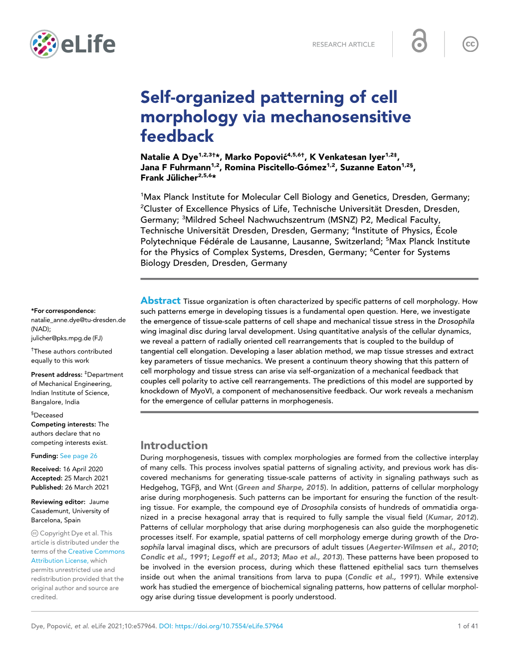 Self-Organized Patterning of Cell Morphology Via Mechanosensitive