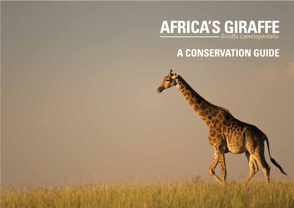 Africa's Giraffe