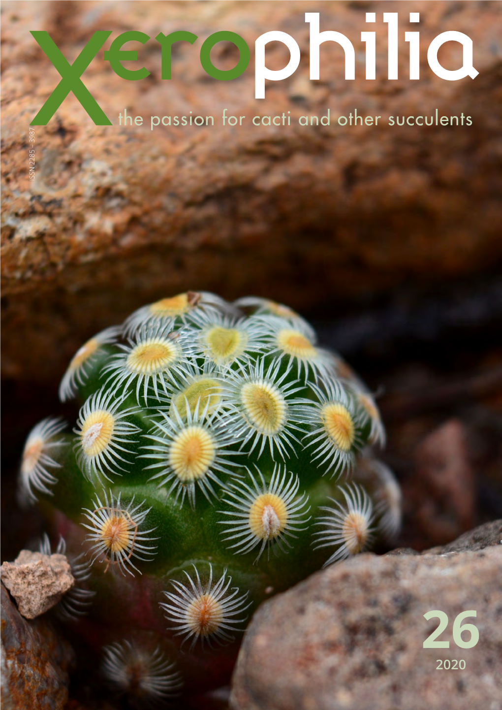 Ariocarpus Kotschoubeyanus (Lem.) K.Schumann | Juan Miguel Artigas Azas