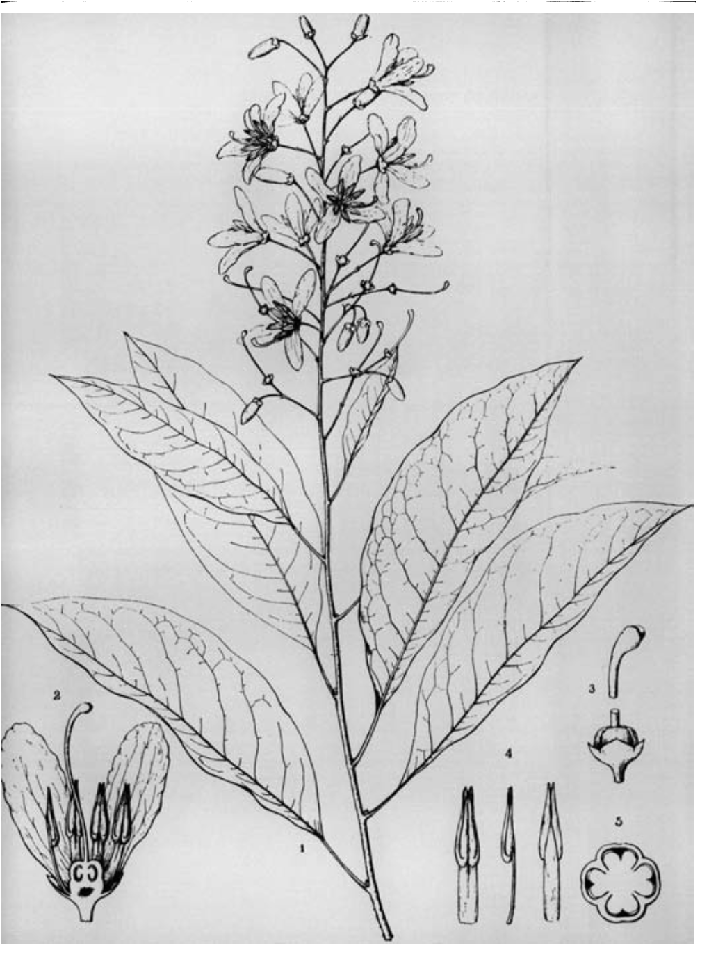 Elliottia Racemosa