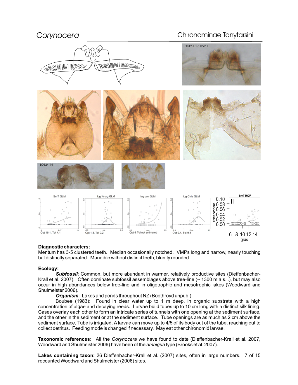 Chironominae Tanytarsini