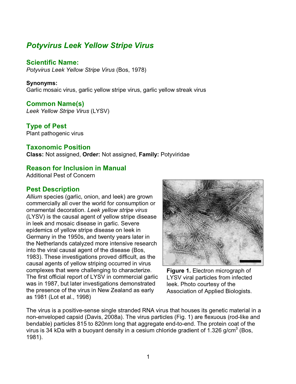 Potyvirus Leek Yellow Stripe Virus