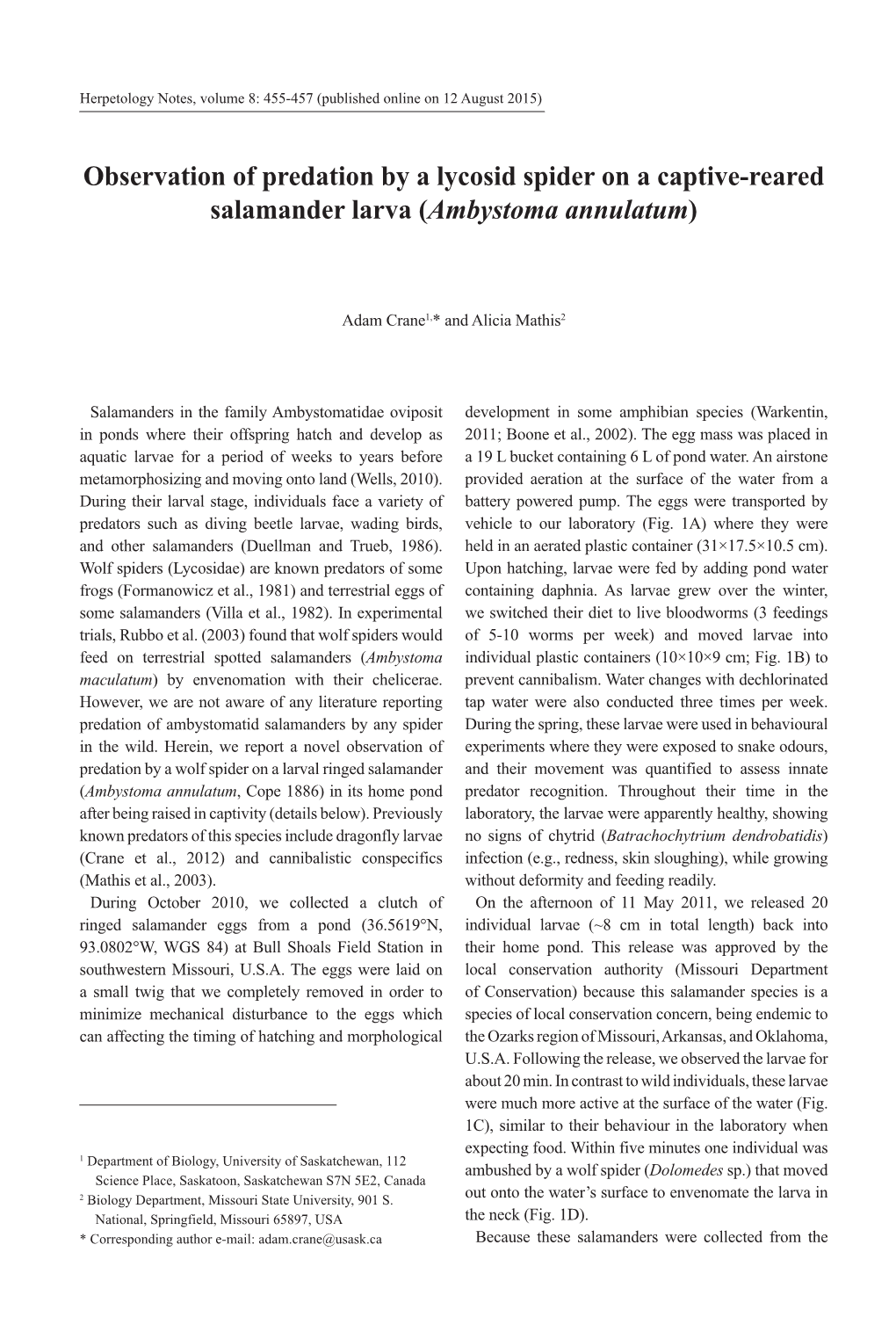 Observation of Predation by a Lycosid Spider on a Captive-Reared Salamander Larva (Ambystoma Annulatum)