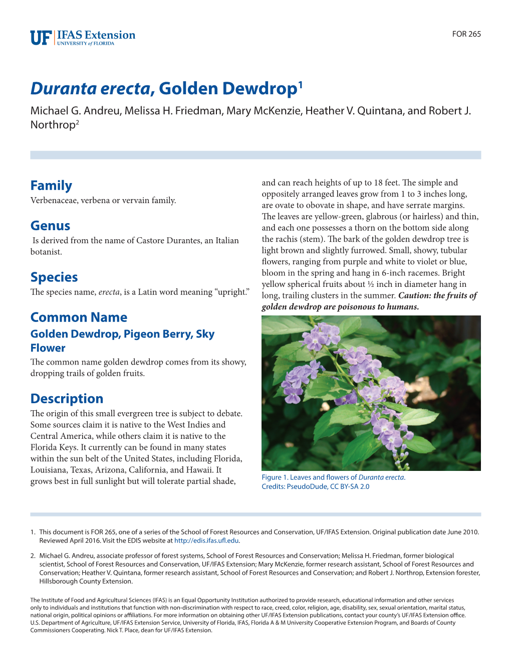 Duranta Erecta Golden Dewdrop