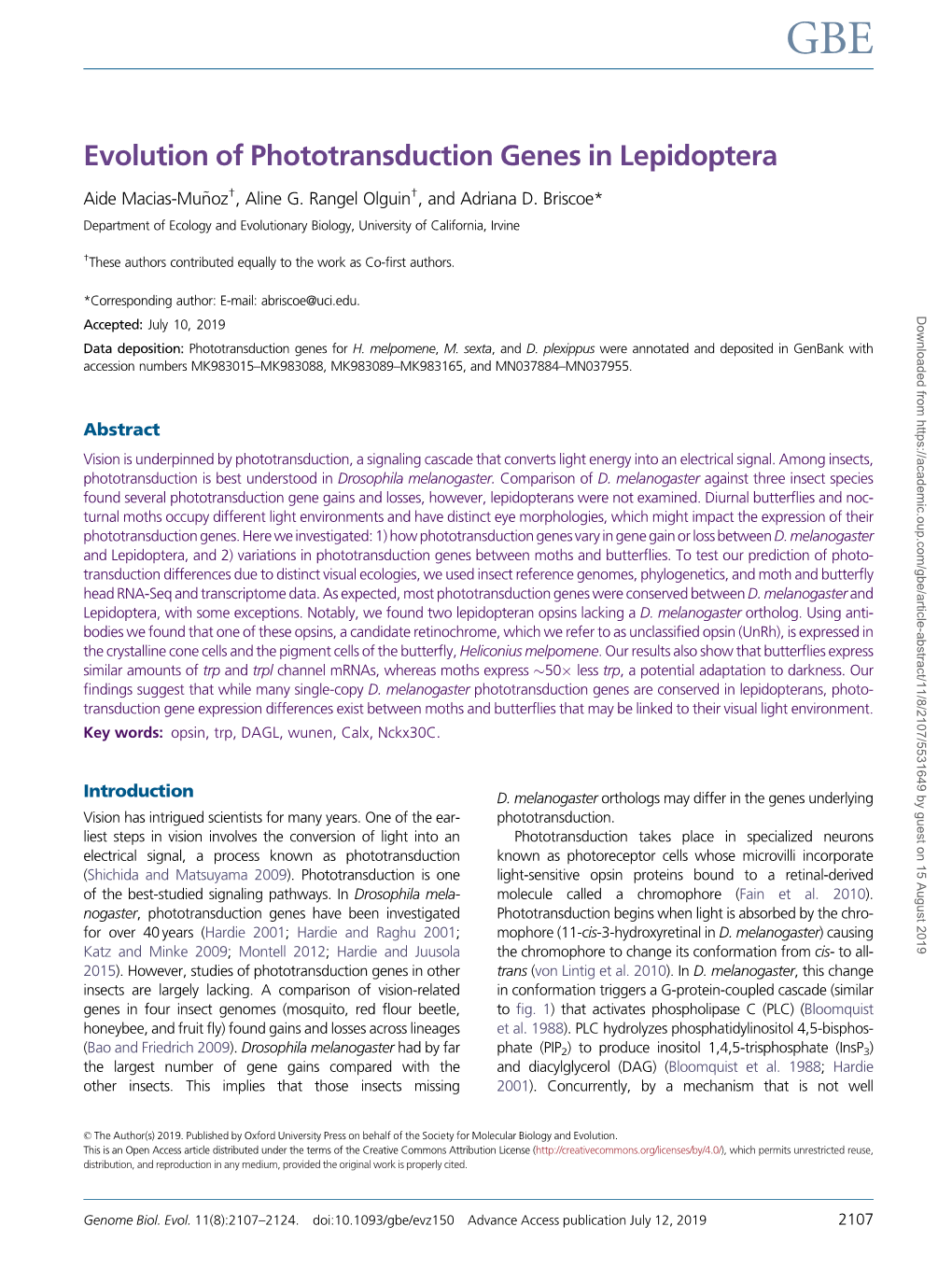 Evolution of Phototransduction Genes in Lepidoptera