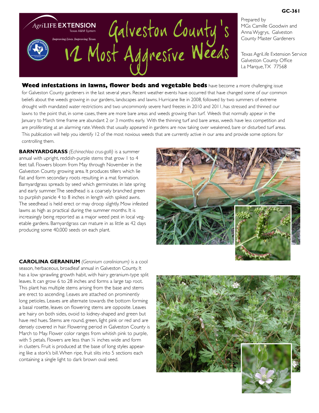 Galveston County's Twelve Most-Agressive Weeds