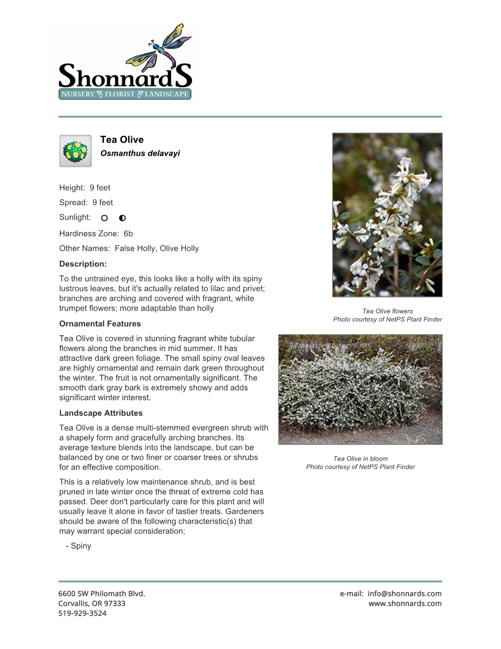 Shonnard's Nursery Tea Olive