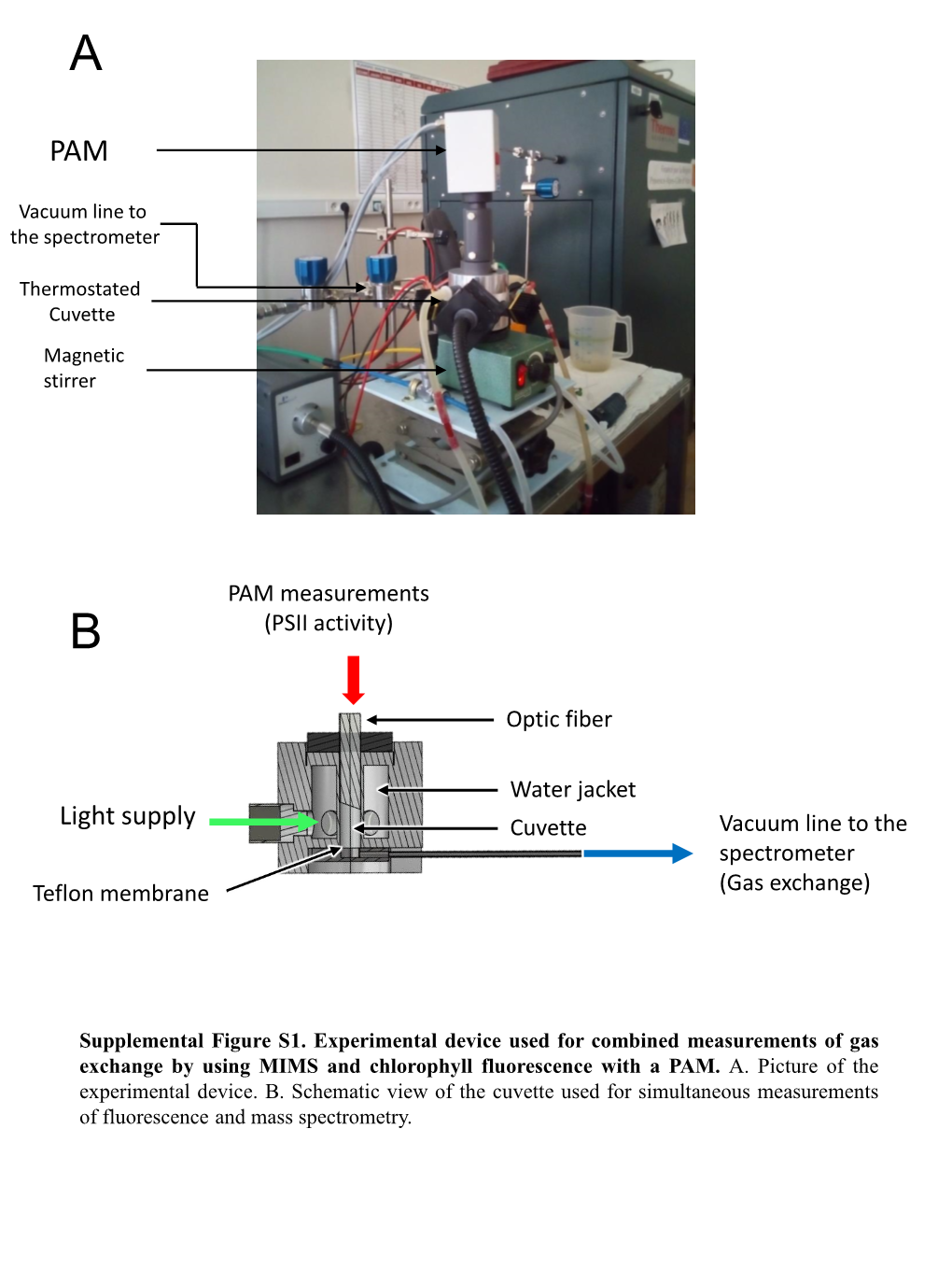 Flavodiiron-Mediated O2 Photoreduction Links H2 Production