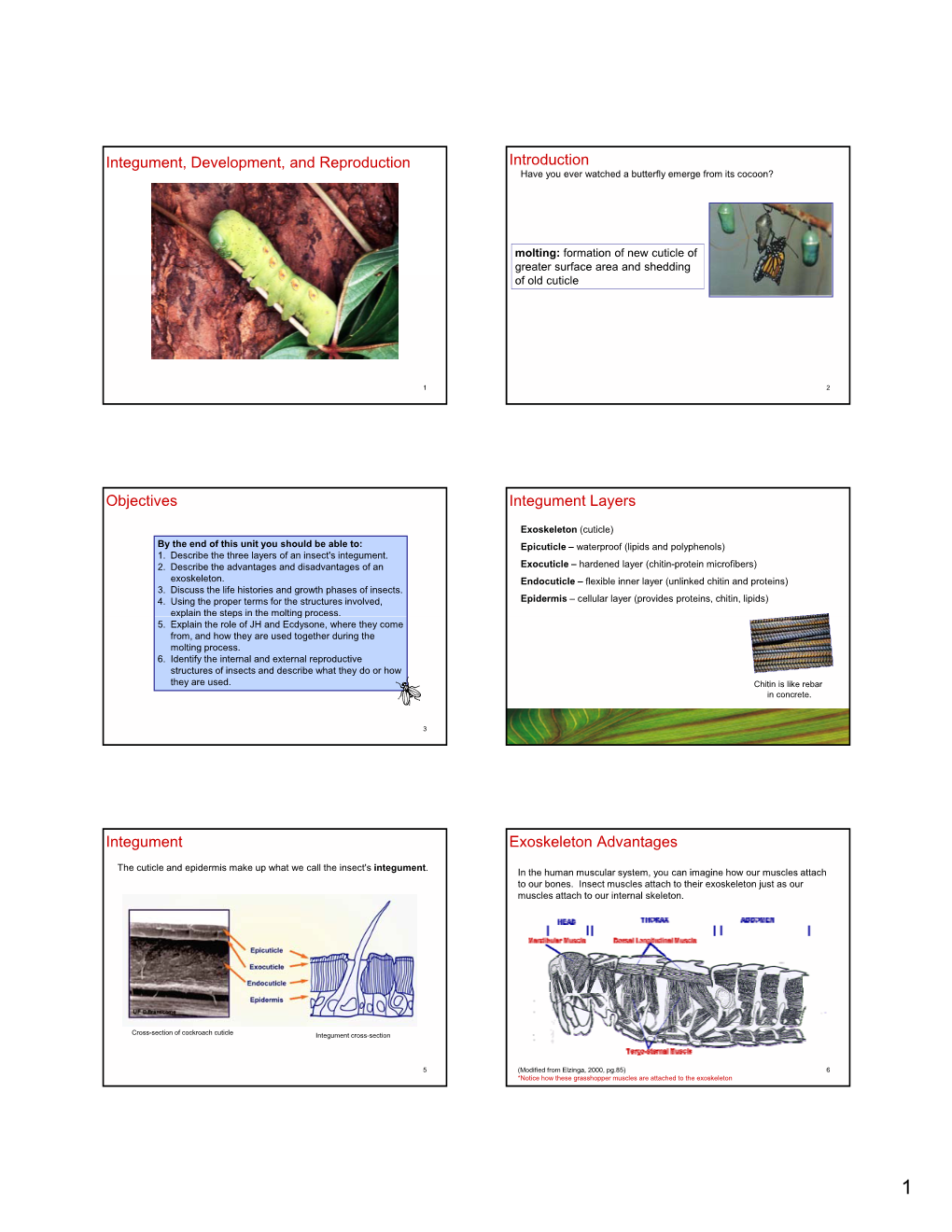 Integument, Development, and Reproduction Introduction Have You Ever Watched a Butterfly Emerge from Its Cocoon?