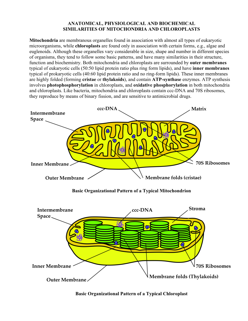 Mitochondria and Chloroplasts