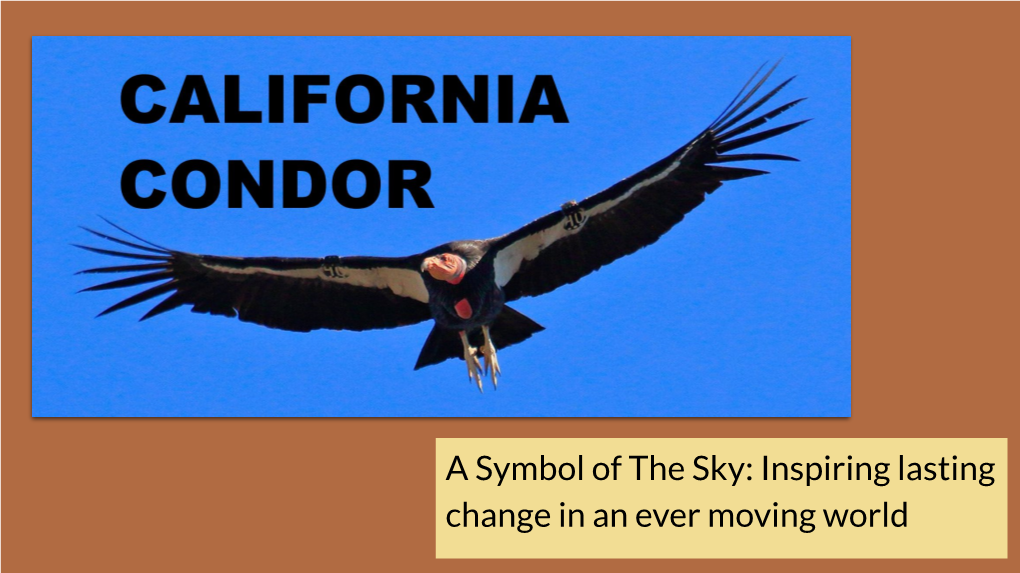 Condor Storybook Handout