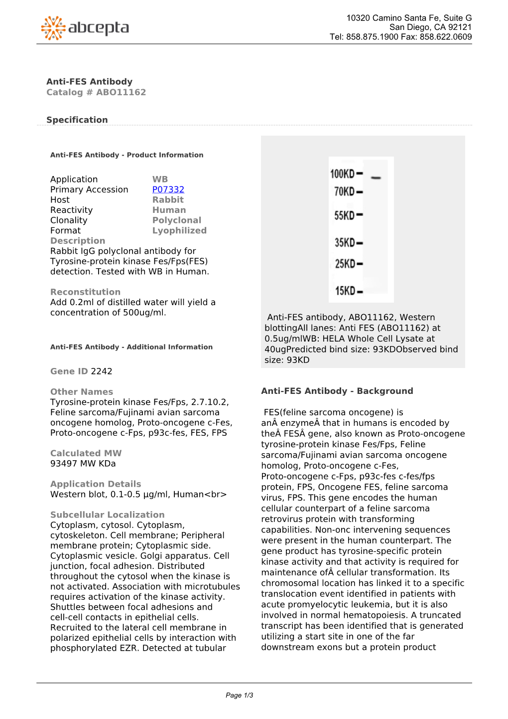 Anti-FES Antibody Catalog # ABO11162