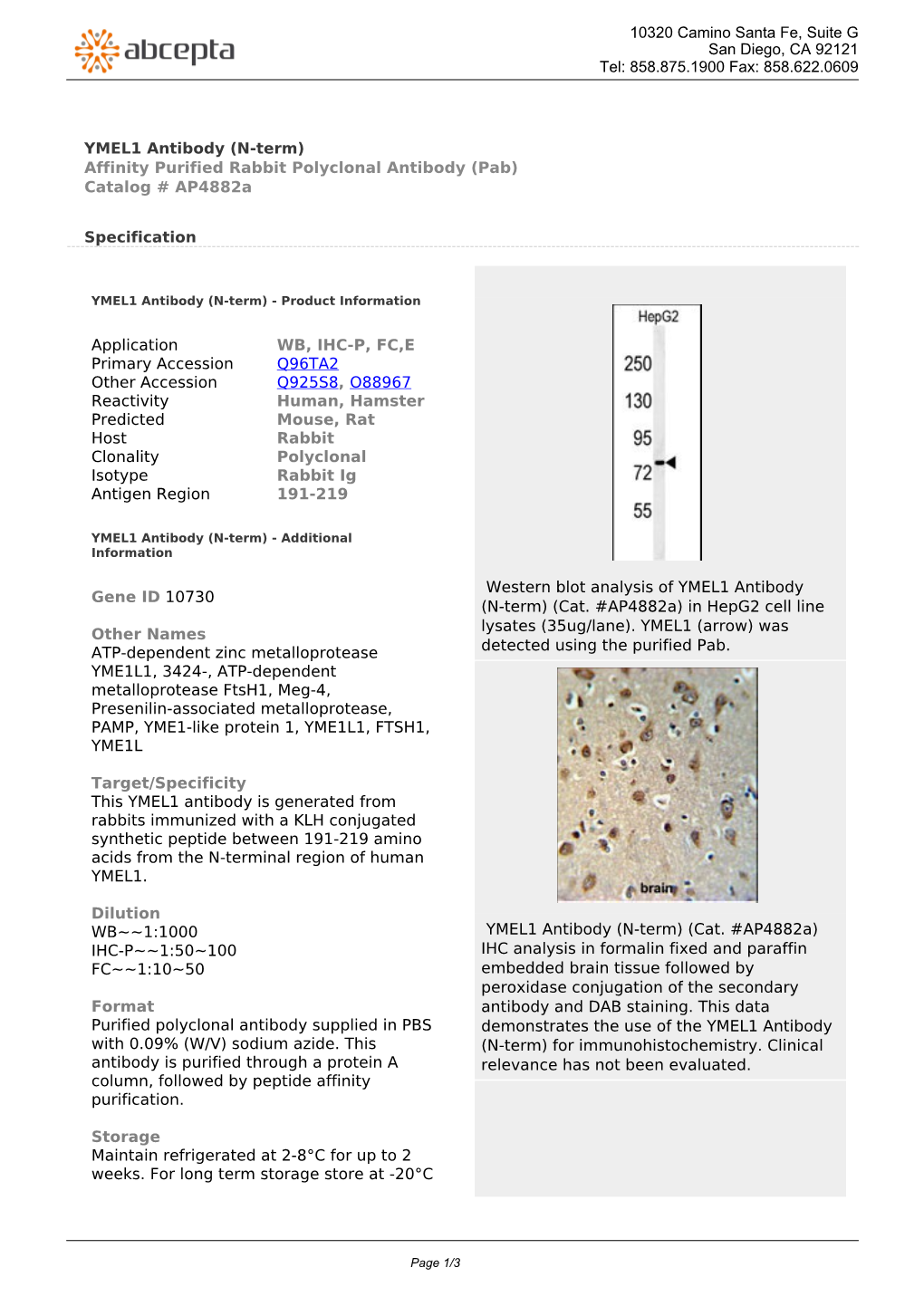 YMEL1 Antibody (N-Term) Affinity Purified Rabbit Polyclonal Antibody (Pab) Catalog # Ap4882a