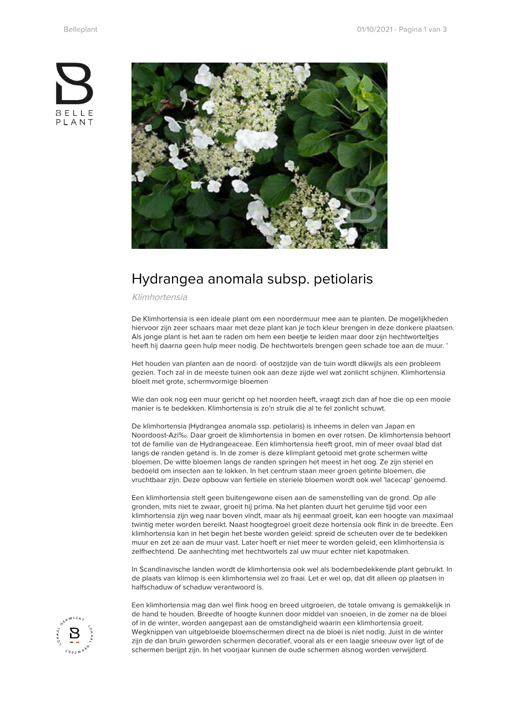 Hydrangea Anomala Subsp. Petiolaris